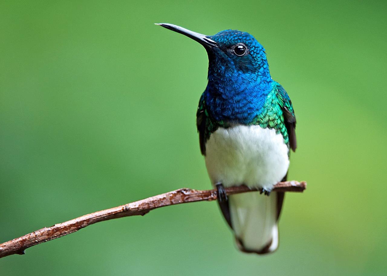 aves