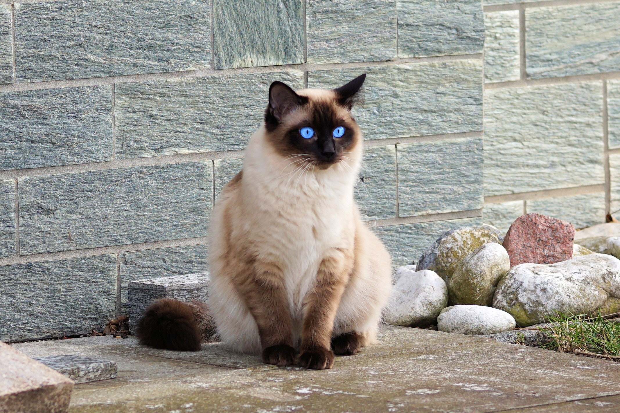 Gato siames